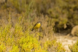 Nature's Songsters: Western Yellow Wagtail Birds Amidst the Wilderness