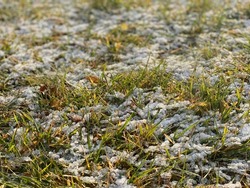 Snow covered grass in lawn. Frost in the field in winter.