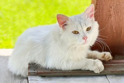 Beautiful white cat relaxing in garden. Cute fluffy feline looking at camera.