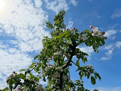 Spring blossoming apple tree against sky and clouds in garden.