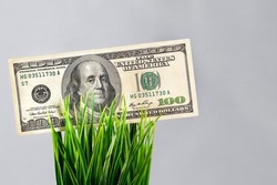 One hundred american dollar banknote.Cash paper money in a bunch of green grass.Space for text.