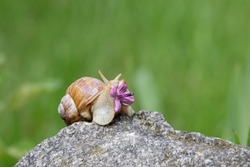 Grape snail crawls on a stone with a purple lilac flower.Funny animals in the wild.Snail with flowers.