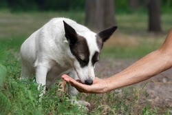 A white hungry stray dog eats food from the hand of a man in the park.Feeding a stray dog.The concept of helping homeless animals.