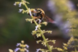 Defocused abstract background of bee on a little flower