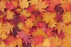 Fall foliage of Korean maple (Acer pseudosieboldianum, purplebloom maple). Red, orange and golden yellow autumn leaves lying on the ground under the tree. Natural seasonal color background, top view.