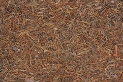 Pine straw (dry needles of Pinus sylvestris, Scots pine) lying on the bare trampled ground of a forest path under the trees. Natural light brown finely textured background, top view.