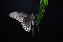 Sleep in the night Papilio memnon