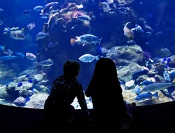 Children watching fish in a large Aquarium