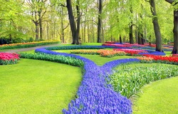 The tulip gardens of De Keukenhof are one of the most beautiful places they will ever see when tourists are visiting the Netherlands 
