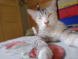White cat sleeping on bedroom mattress.