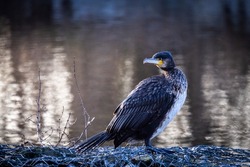 Great cormorant, Phalacrocorax carbo, standing in water on the sea shore. The great cormorant, Phalacrocorax carbo, known as the great black cormorant, or the black shag. High quality photo