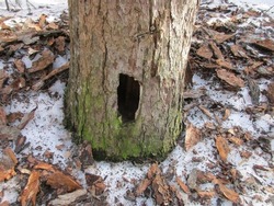 A hollow in an old pine trunk covered with green moss and the bark torn off and scattered around the trunk is evidence of the work of a woodpecker, a doctor of the forest 