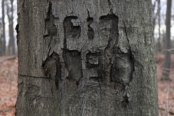 Graphites etched on to the bark of beech tree