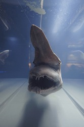 Specimens of Goblin shark Mitsukurina owstoni
