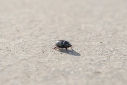 Close-up of a small black beetle crawling on concrete. The May beetle is black against the background of the earth.
