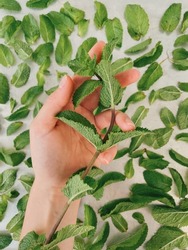 a branch of mint in the girl's hand. Cup with branches of mint. Mint leaves to dry. Herbs. harvesting herbs for the winter in summer