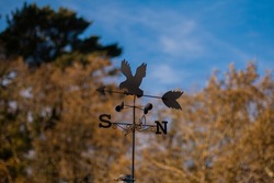 metal weather vane pointing south in the middle of the forest