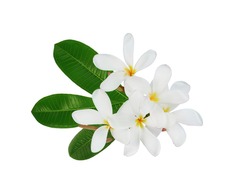 frangipani flower with leaf isolated on white background