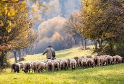 amazing view of a shepherd with sheep, walking through a meadow, seeing old fruit trees with yellow-orange leaves, unusual atmosphere of light, seeing small particles flying in the air