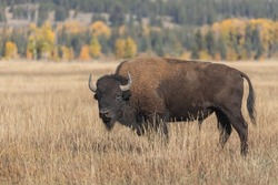 Bull Bison in Grand Teton National Park Wyoming in Autumn