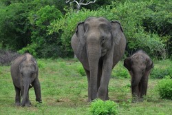 The Sri Lankan subspecies is the largest and also the darkest of the Asian elephants,The herd size in Sri Lanka ranges from 12-20 individuals or more. It is led by the oldest female, or matriarch.