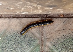 Xystodesmid Millipedes or Ulat Kaki Seribu or luwing is just one of several families of flat-backed millipedes