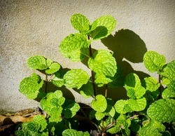 Mint plants growing in the garden, mint leaves with aromatic properties fresh ivy ground cover plant types Tropical Vegetables, Vegetable Garden Kitchen use in cooking, and aso add flavor for drinks