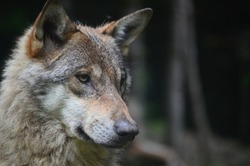 European Wolf from the reservation in the alps. south of France