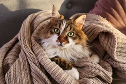 Portrait of cute siberian cat with green eyes lying on grey textile sofa at home. Soft fluffy purebred long hair straight-eared kitty. Background, copy space, close up.