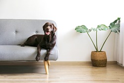 Portrait of eighteen months old chocolate labrador retriever lying on grey textile sofa. Happy and funny brown dog relaxing at home. Close up, copy space.