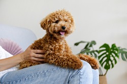 Adorable toy poodle puppy in arms of its loving owner. Small adorable doggy with funny curly fur with adult woman. Close up, copy space.