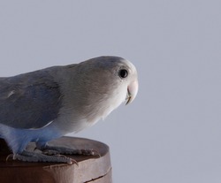 Blue rosy face love bird sitting on wood