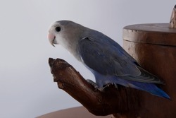 Blue rosy face love bird sitting on wood