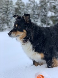 Australian shepherd in the Swiss Alps. Awesome winter day in forest. Winter's tale. Happy dog in the snow. Close-up.