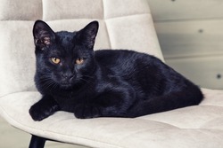 A black cat with amber eyes and shiny fur is lying at home