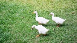 Flock of white domestic geese on the pasture. Big white goose in meadow. Domestic geese on the green lawn