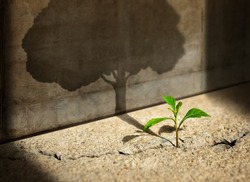 Start, Think Big, Recovery and Challenge in Life or Business Concept.Economic Crisis Symbol.New Green Sprout Plant Growth in Cracked Concrete and Shading a Big Tree Shadow on the Cement Wall