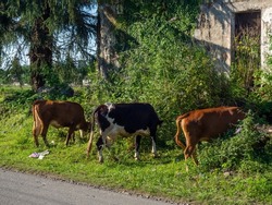 A cow grazes on the outskirts of the city. Countryside. Cows are walking along the road. No shepherd.  