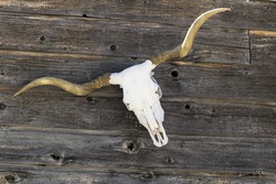 Longhorn Skull on a fence