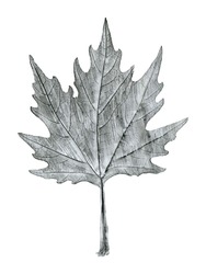 Sycamore tree leaf hand drawn, black and white lead pencil drawing, isolated on white background