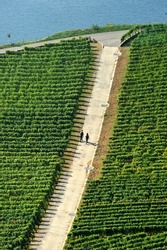 Idyllic landscape of Lavaux terraced  vineyards - UNESCO Heritage, Chexbres, Lavaux wine region in autumn - September, Geneva Lake, Lac Leman, tourist attraction, canton Vaud, Switzerland, Europe