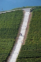 Chexbres, Lavaux, canton Vaud, Switzerland, Europe, couple walking across Lavaux vineyard, Unesco World Heritage site, Lake Geneva shore, Swiss Riviera