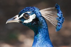 Beautiful male peacock close-up portrait. Horizontal