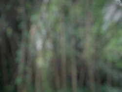 Defocused Blurred Background of dense bamboo forest and lots of hanging tree branches