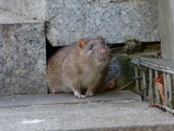 Watchful brown rat (Rattus norvegicus)