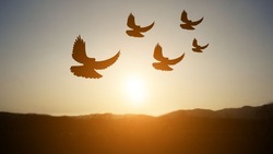 Flock of birds flying in the sky during sunset is natural, free and happy.