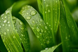 Lovely green grass with water drops on a rainy day.