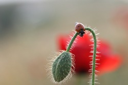 a ladybird on a poppy bud 