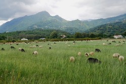Flock of sheep grazing on green meadows in the hinterlands of Moriani Plage. Corsica, France. High quality photo