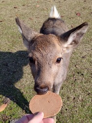 Nara, Japan - feeding  closed cute deer with  Deer Biscuit at Nara Park 